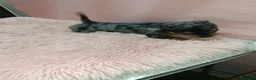 Chihuahua perros en venta: Cachorrito chihuahua toy - Anuncio 5