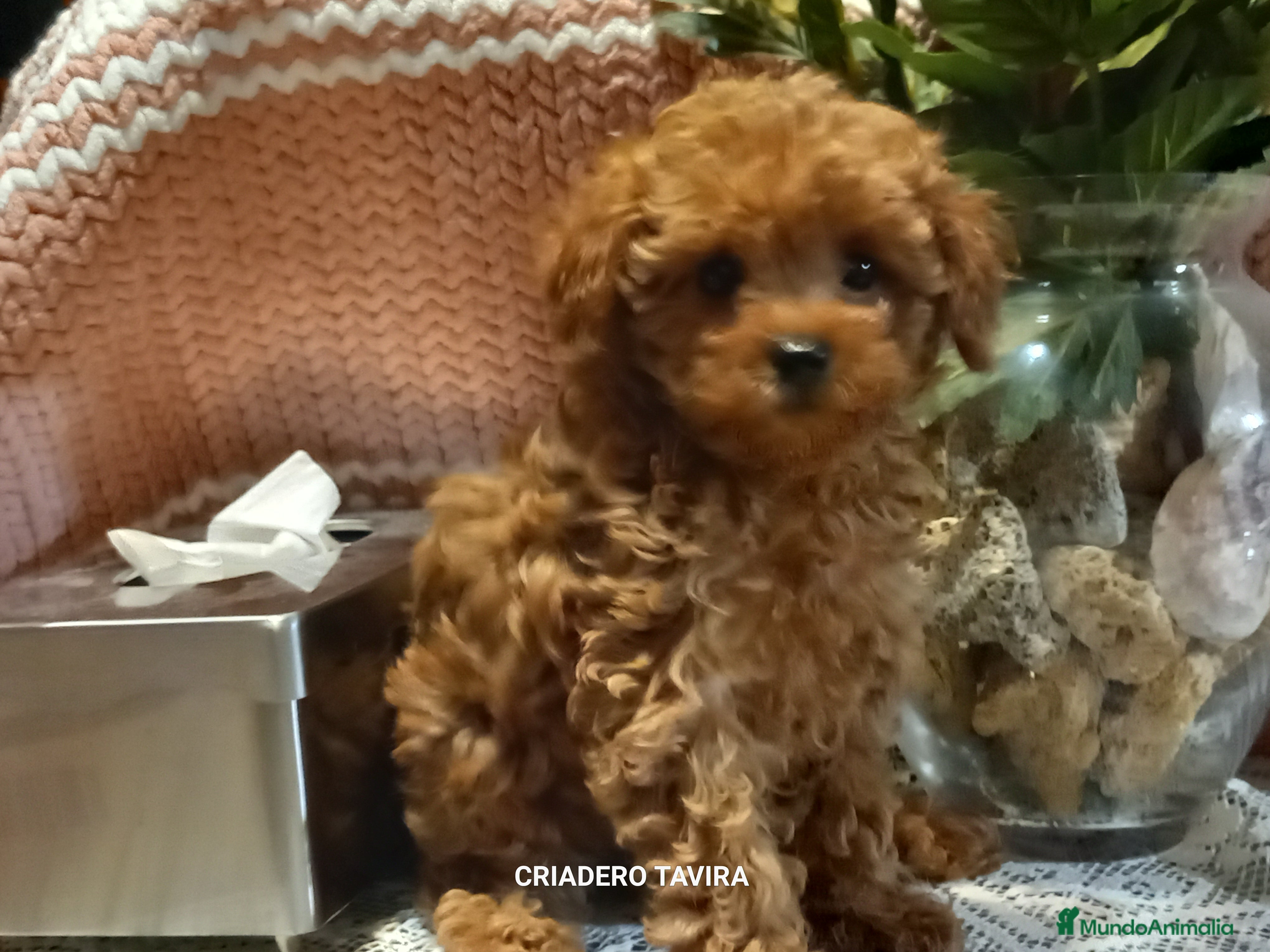 Caniche Toy perros Caniche toy rojo poodle cachorro en Sevilla - Anuncio 1