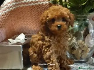 Caniche Toy perros Caniche toy rojo poodle cachorro en Sevilla - Anuncio 32