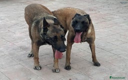 Pastor Belga Malinois perros en venta: CAMADA 2 MESES MALINOISE - Imagen 6