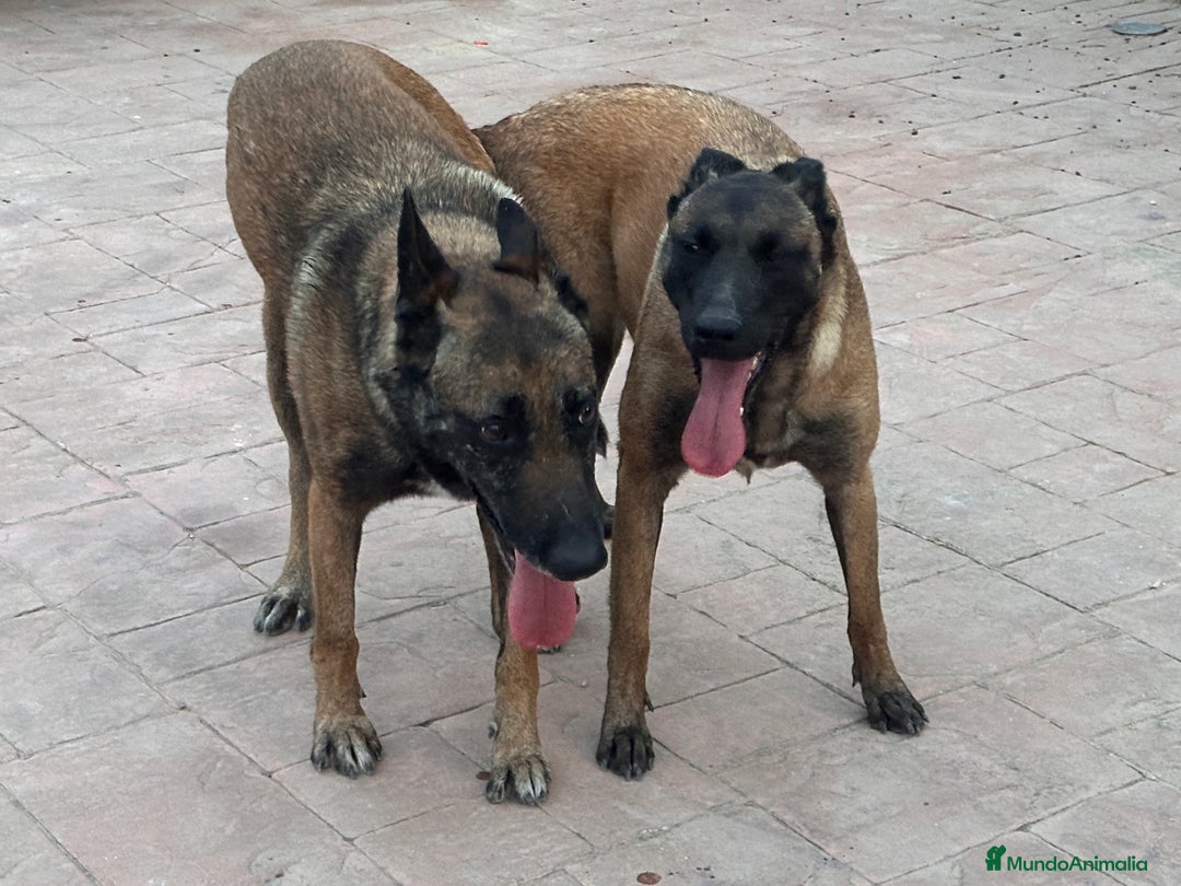 Pastor Belga Malinois perros en venta: CAMADA 2 MESES MALINOISE - Imagen 6