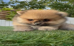 Pomerania perros en venta: POMERANIA - Imagen 1