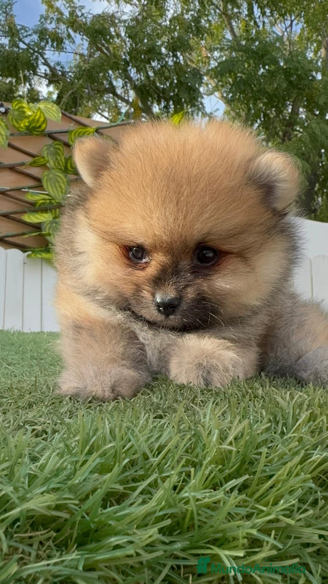 Pomerania perros en venta: POMERANIA - Imagen 1