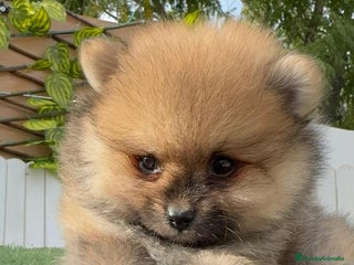Pomerania perros - Anuncio 5