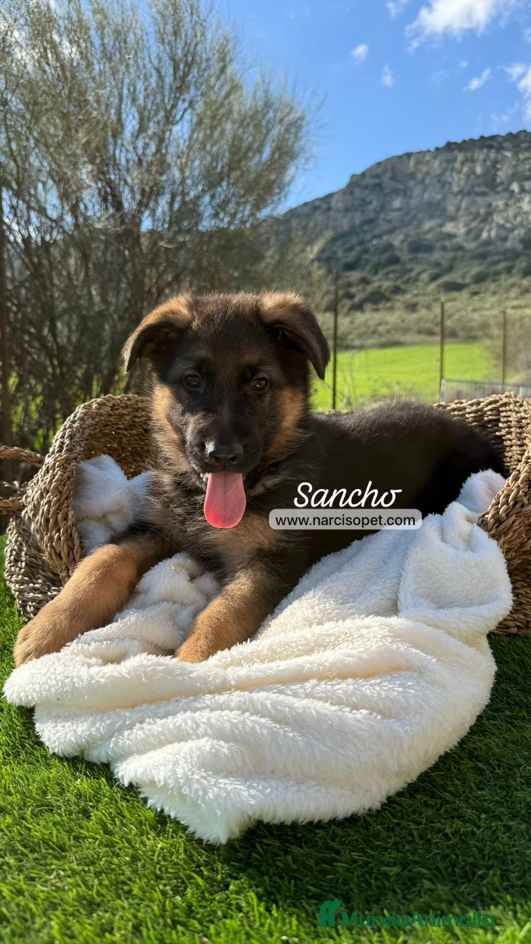 Pastor Alemán perros en venta: PASTOR ALEMAN CACHORRO - Anuncio 6