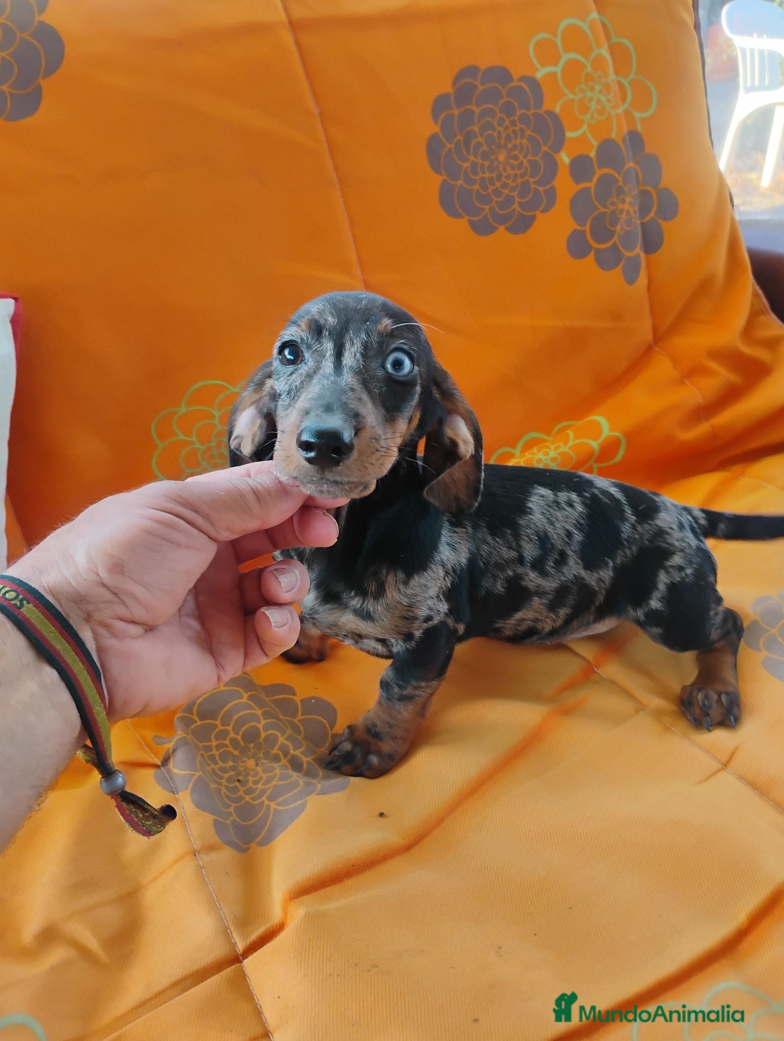 Teckel Miniatura perros Hembra teckel arlequín plata miniatura  - Anuncio 1