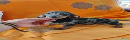 Teckel Miniatura perros en venta: Hembra teckel arlequín plata miniatura  - Anuncio 1