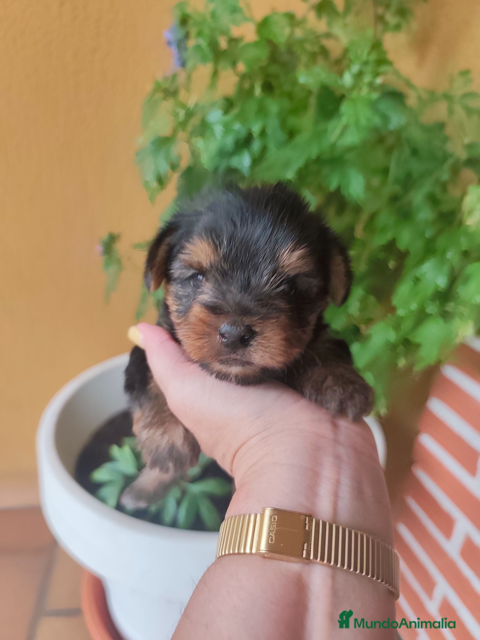 Yorkshire Terrier perros Yorkshire terrier de Prao Toro  - Anuncio 22
