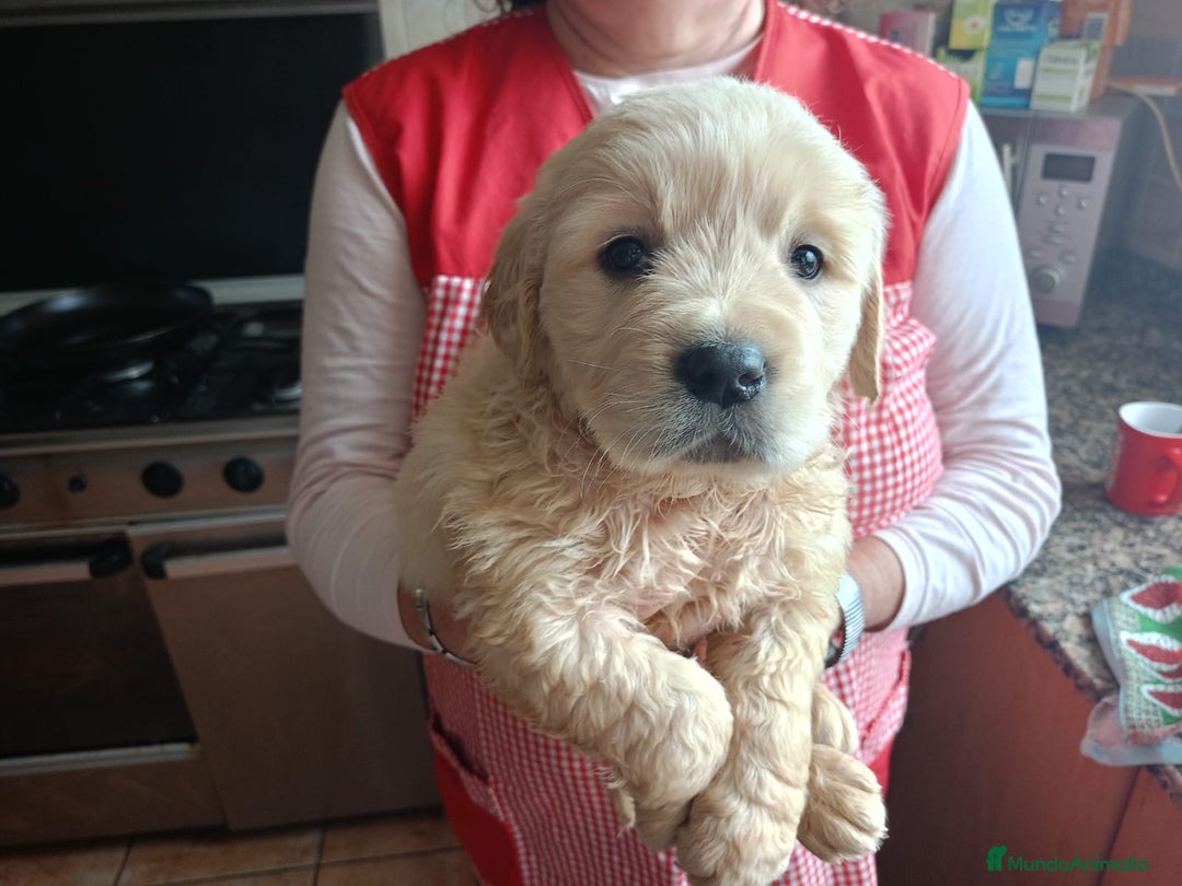 Golden Retriever perros en venta: Impresionantes Golden retriever  - Anuncio 2