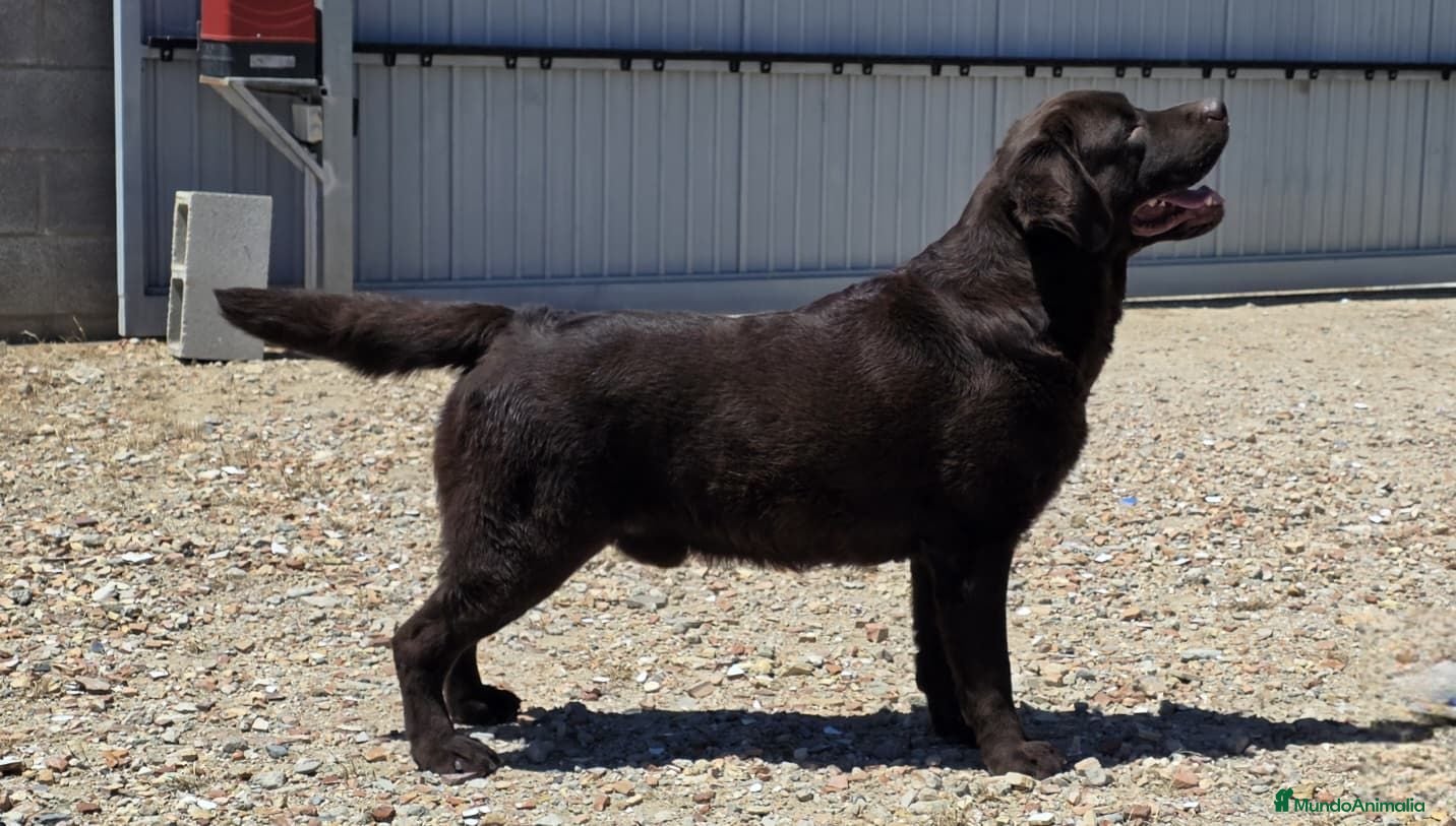 Labrador Retriever perros LABRADOR CHOCOLATE DISPONIBLE - Anuncio 1