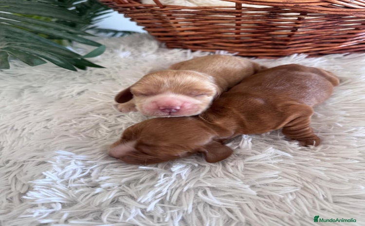 Cocker Spaniel Inglés perros - Anuncio 3