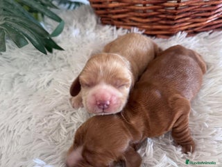 Cocker Spaniel Inglés perros - Anuncio 4