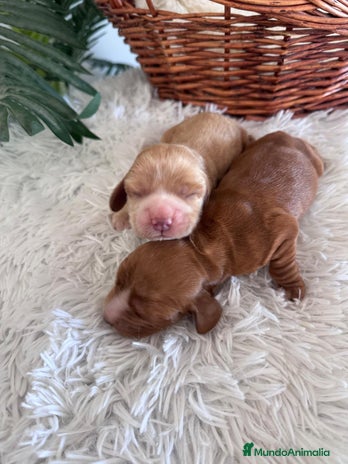 Cocker Spaniel Inglés perros - Anuncio 1