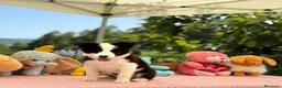 Border Collie perros en venta: Excelente camada de border collie - Anuncio 1
