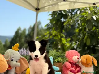 Border Collie perros Excelente camada de border collie - Anuncio 2