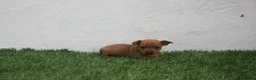 Raza Mixta perros en venta: Minijack - Anuncio 16