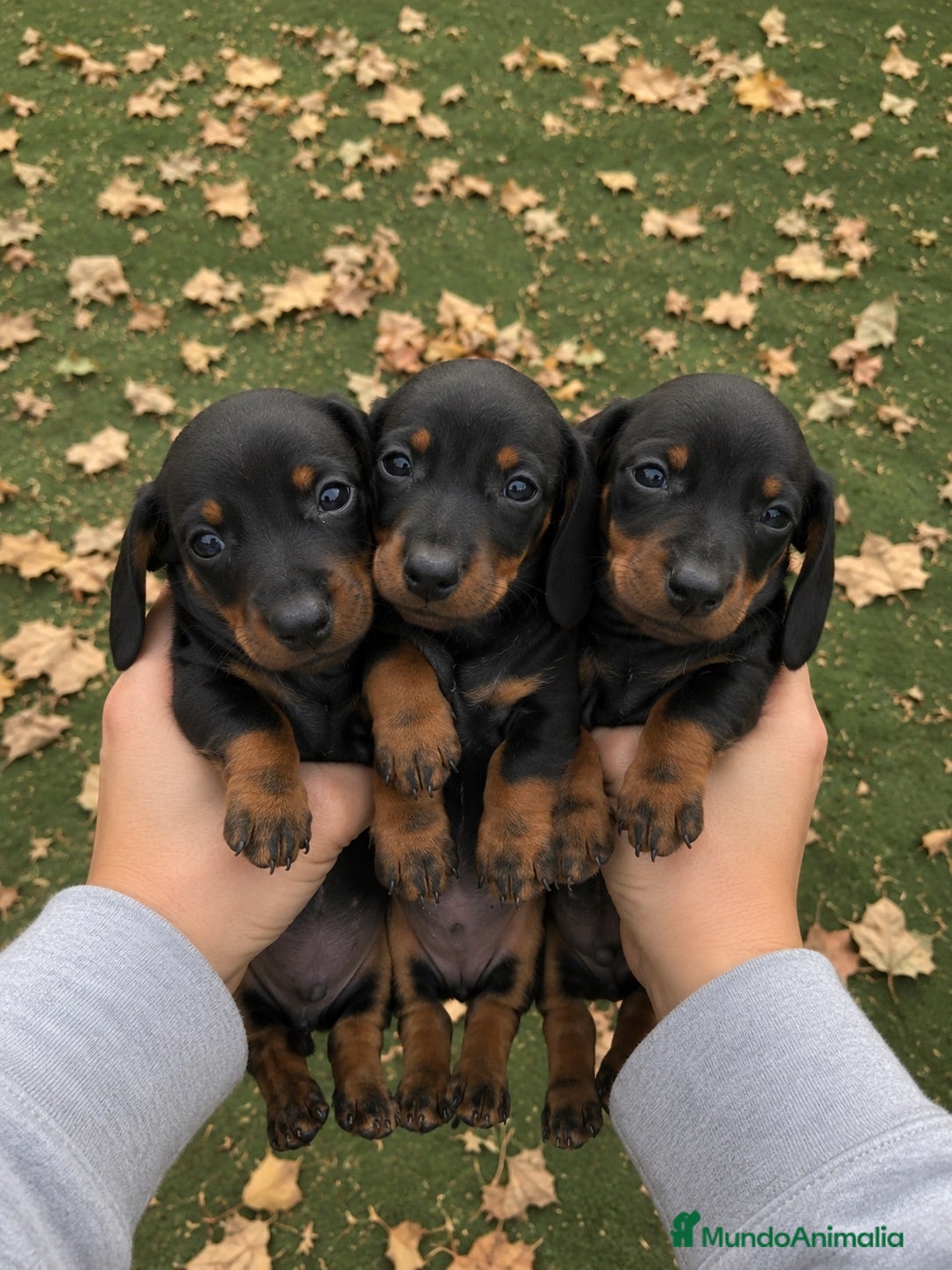 Teckel Miniatura perros Teckel Miniatura Negro y Fuego 🖤🤎 - Anuncio 1