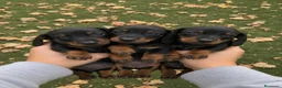 Teckel Miniatura perros en venta: Teckel Miniatura Negro y Fuego 🖤🤎 - Anuncio 1