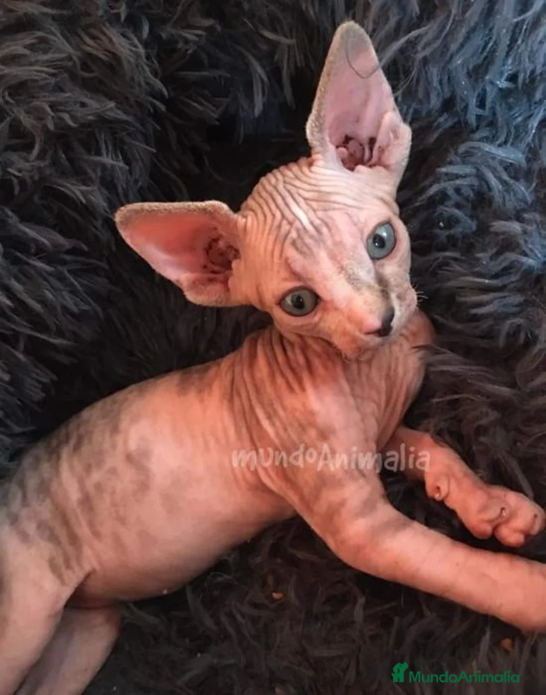 Imagen de galería {{count}}