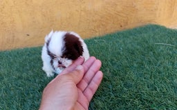Shih Tzu perros en venta: MACHO SHIH TZU IMPERIAL MINIATURA  - Anuncio 1