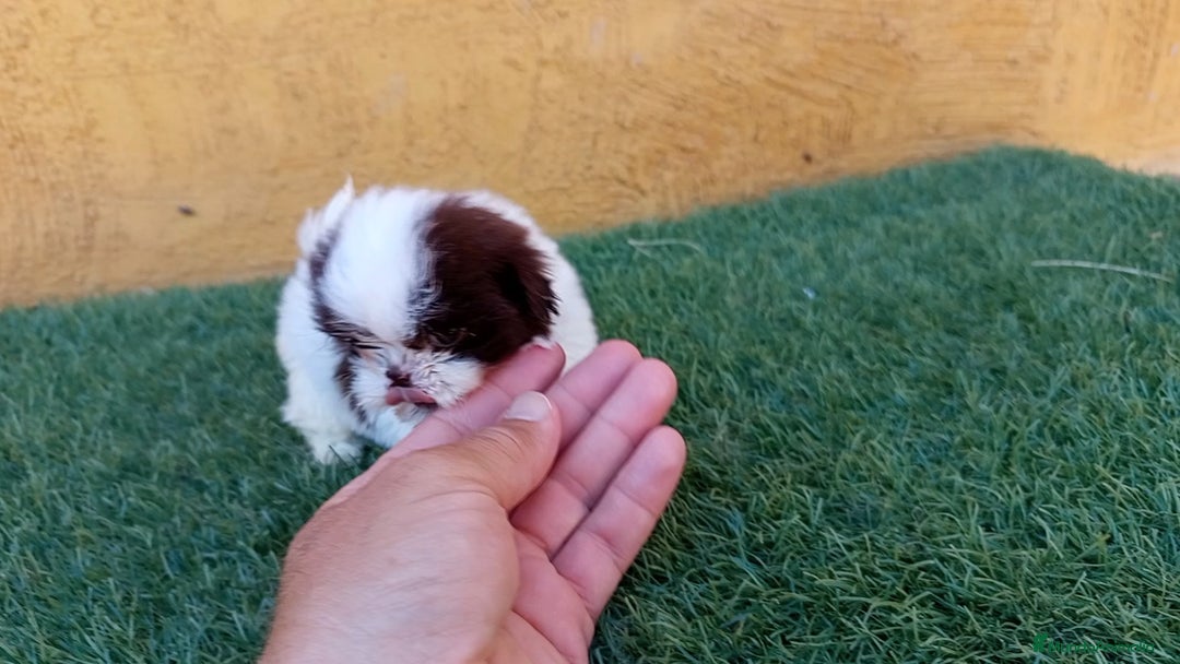 Shih Tzu perros en venta: MACHO SHIH TZU IMPERIAL MINIATURA  - Anuncio 1
