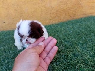 Shih Tzu perros - Anuncio 1