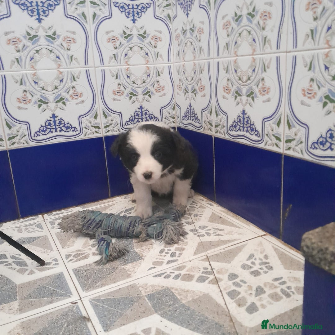 Border Collie perros en venta: BORDER COLLIE - Anuncio 12