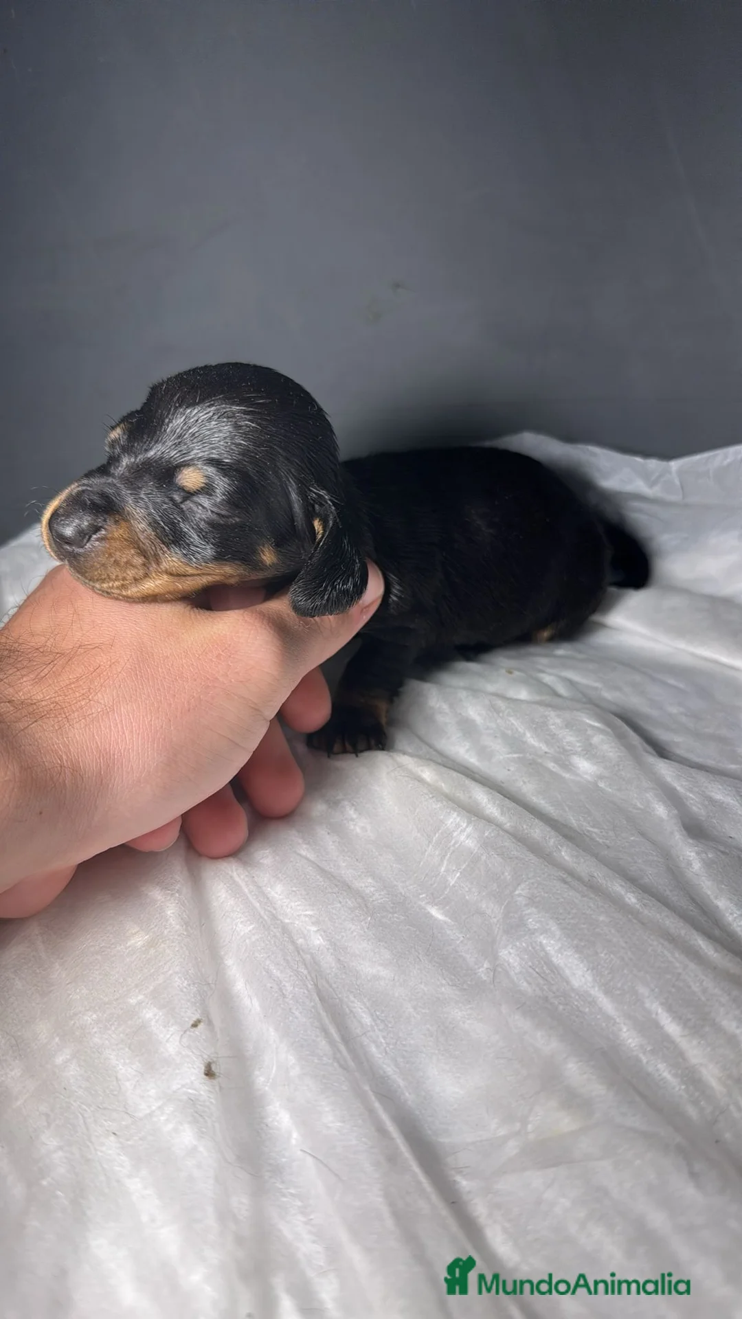 Teckel Miniatura perros en venta: Teckel kaninchen  - Anuncio 2