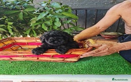 Caniche Toy perros en venta: Caniche - Imagen 11