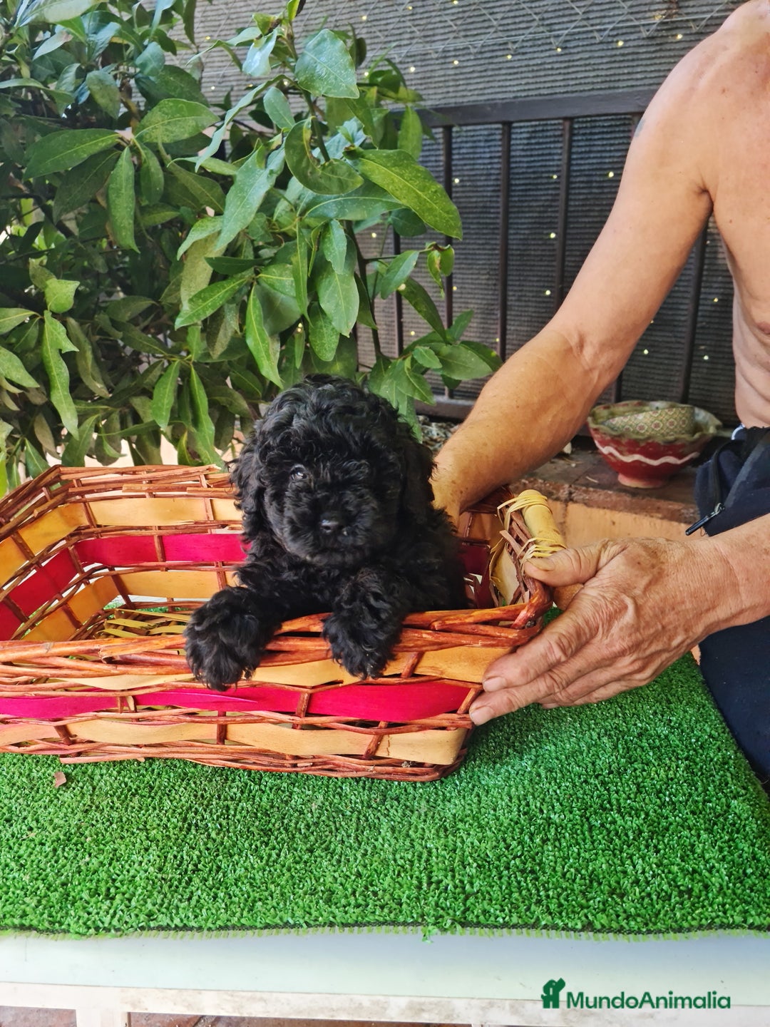 Caniche Toy perros en venta: Caniche - Imagen 11