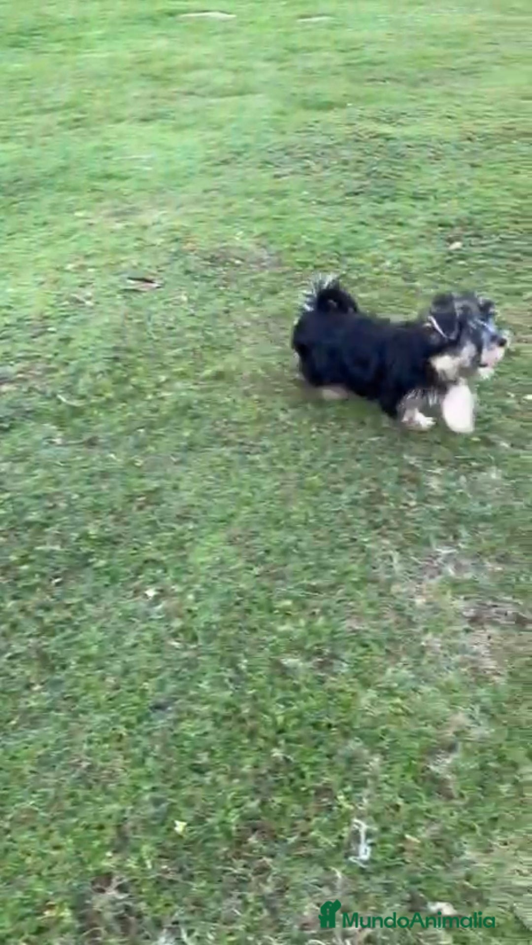 Yorkshire Terrier perros en venta: Yorkshire terrier macho - Imagen 6