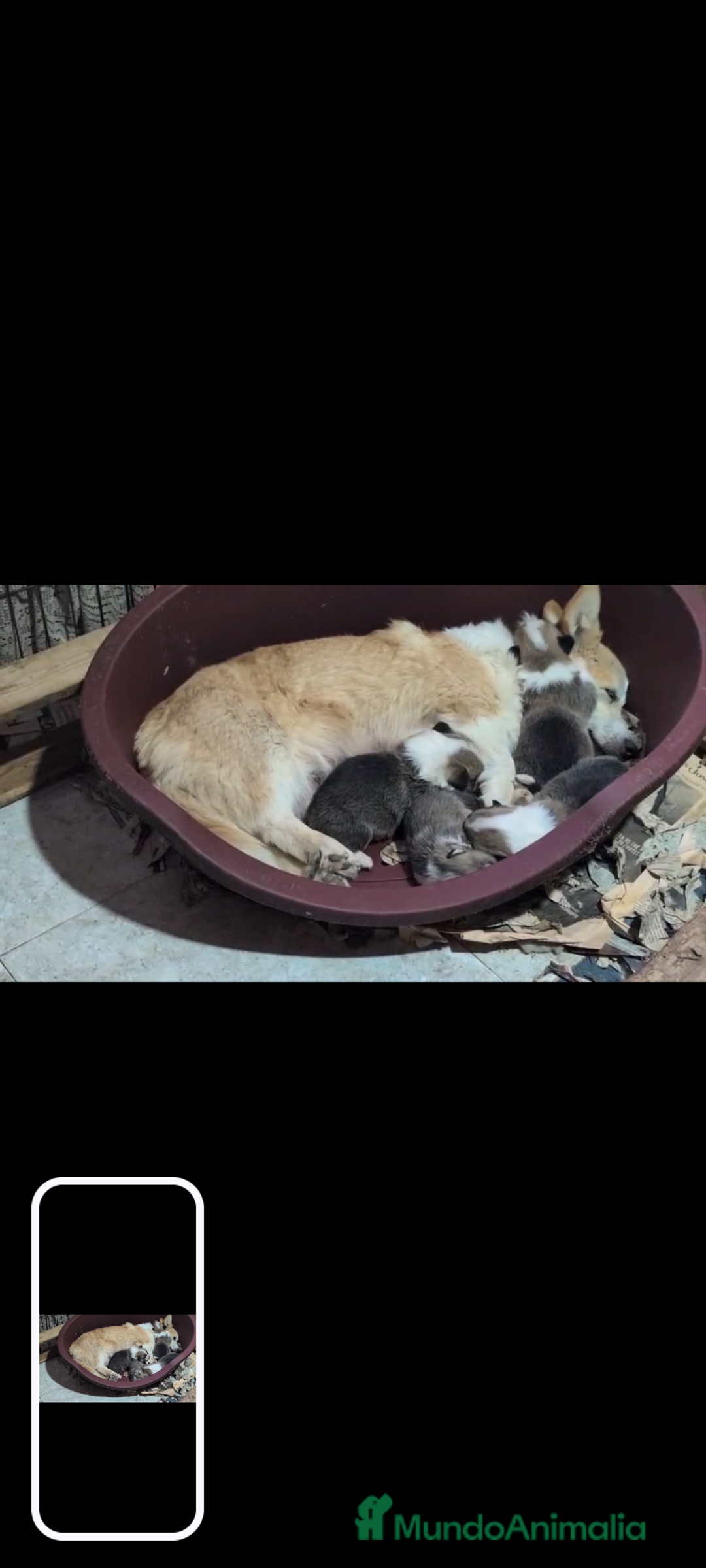 Welsh Corgi Pembroke perros en venta: Corgi pembroke excepcional  - Anuncio 8