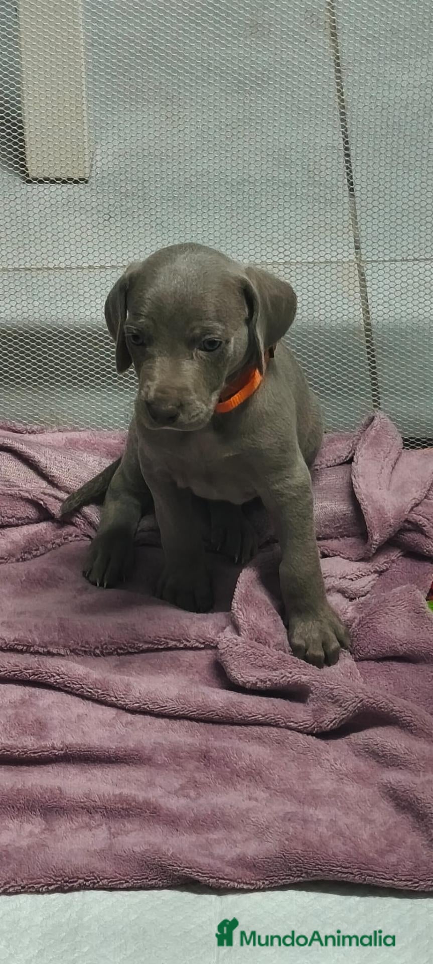 Weimaraner perros Cachorros de Braco de Weimar  - Anuncio 2