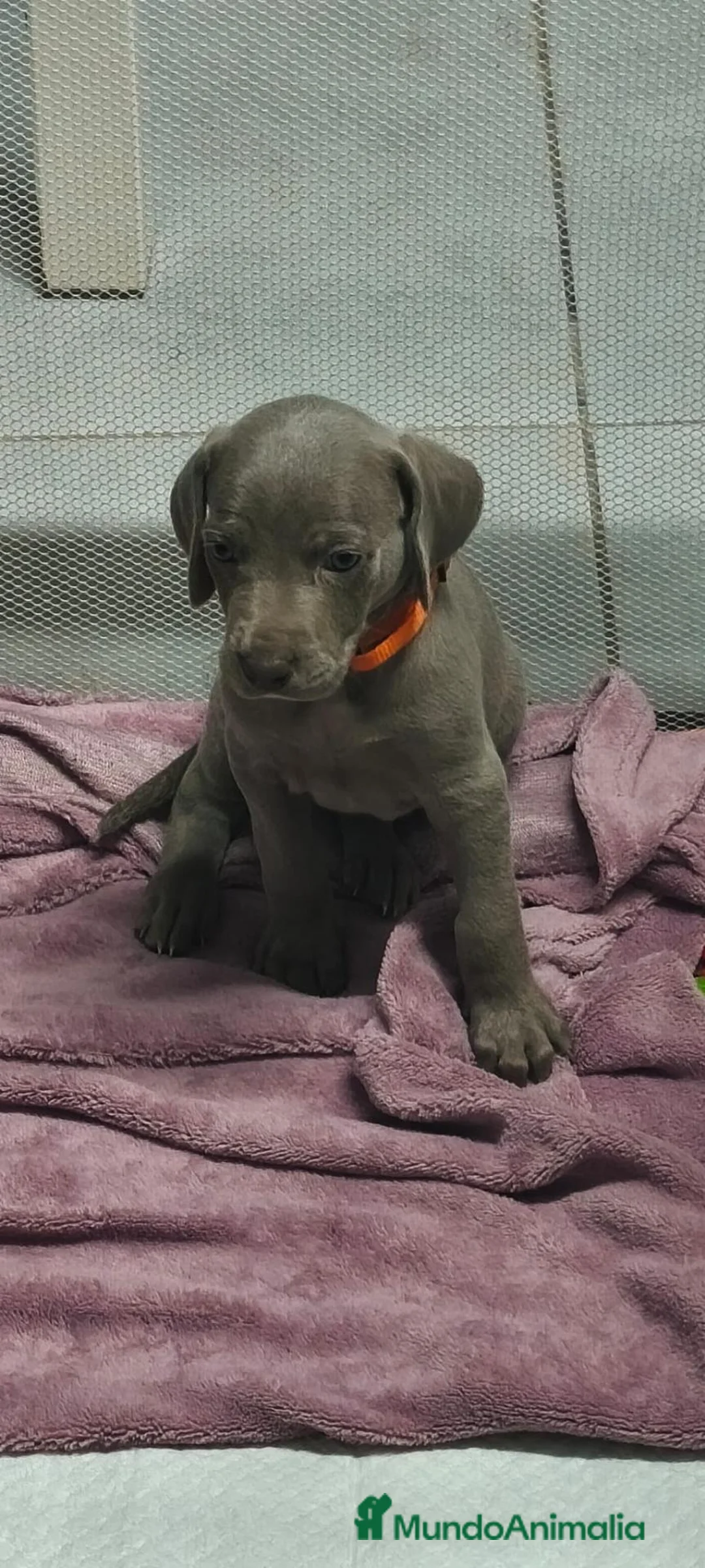 Weimaraner perros en venta: Cachorros de Braco de Weimar  - Anuncio 2