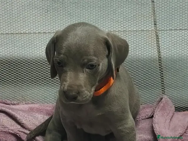 Weimaraner perros en venta: Cachorros de Braco de Weimar - Anuncio 2