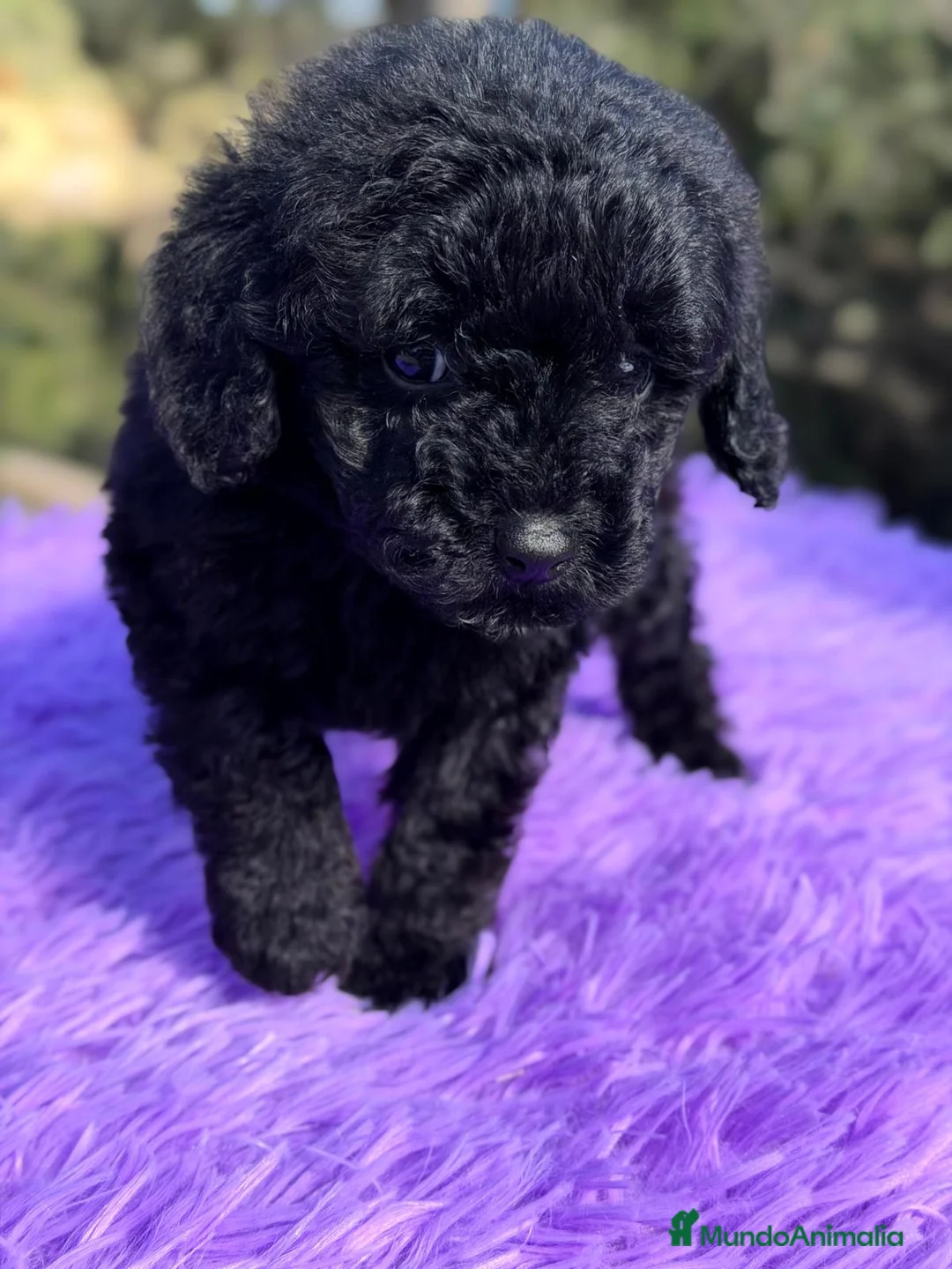 Caniche Toy perros en venta: CANICHE HEMBRA NEHRA AZABACHE - Anuncio 2