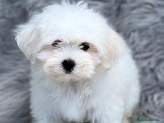 Bichón Maltés perros en Barcelona - Anuncio 27