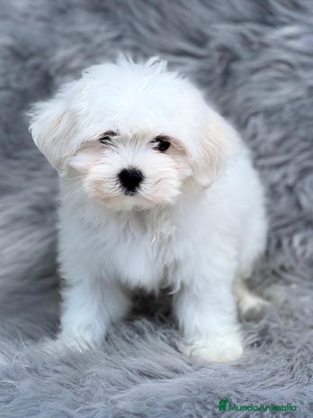 Bichón Maltés perros en Barcelona - Anuncio 18