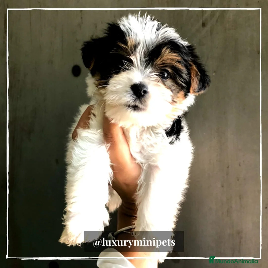 Biewer Yorkshire Terrier a la Pom Pon perros en venta: Camada de Yorkshire Biewer en Madrid - Anuncio 10