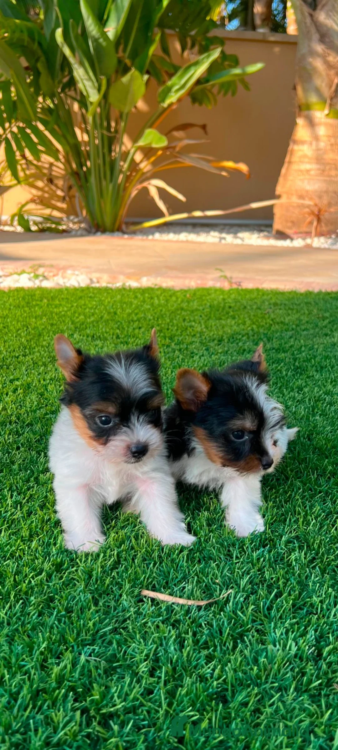 Biewer Yorkshire Terrier a la Pom Pon perros en venta: Yorkshire macho  - Anuncio 3