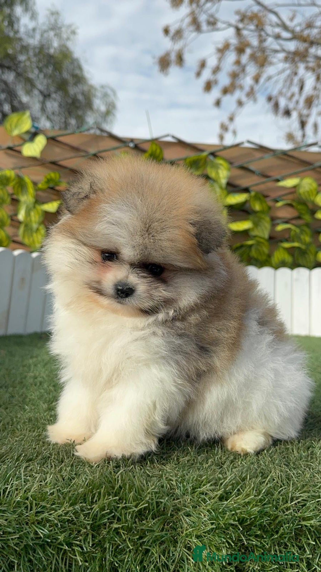 Pomerania perros en venta: POMERANIA HEMBRA DISPONIBLE - Anuncio 12