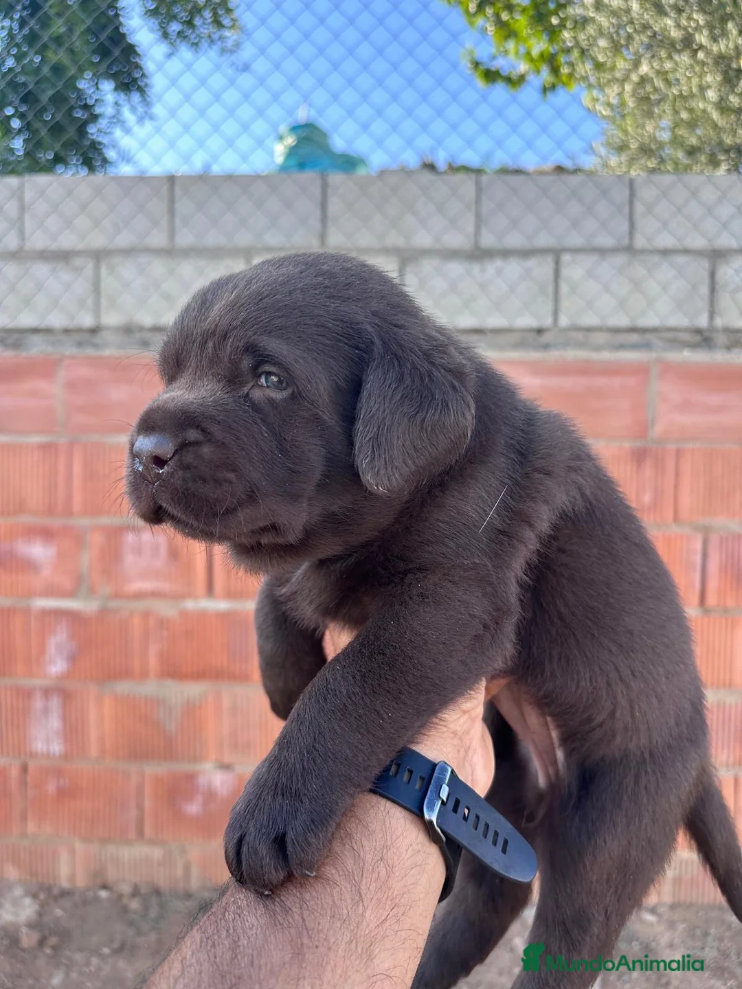 Labrador Retriever perros en venta: Labrador retriever - Anuncio 2