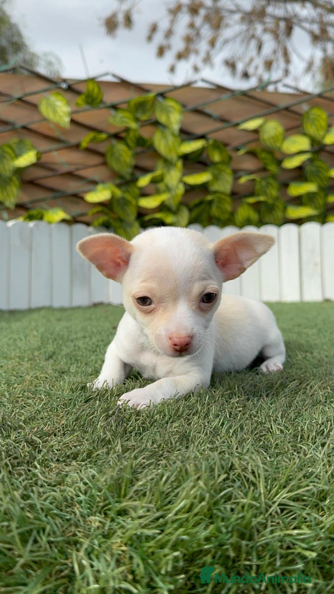 Chihuahua perros en venta: CHIHUAHUA MACHO - Anuncio 15