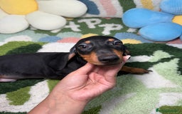 Teckel Miniatura perros en venta: Teckel Kaninchen Negro y Fuego - Imagen 3