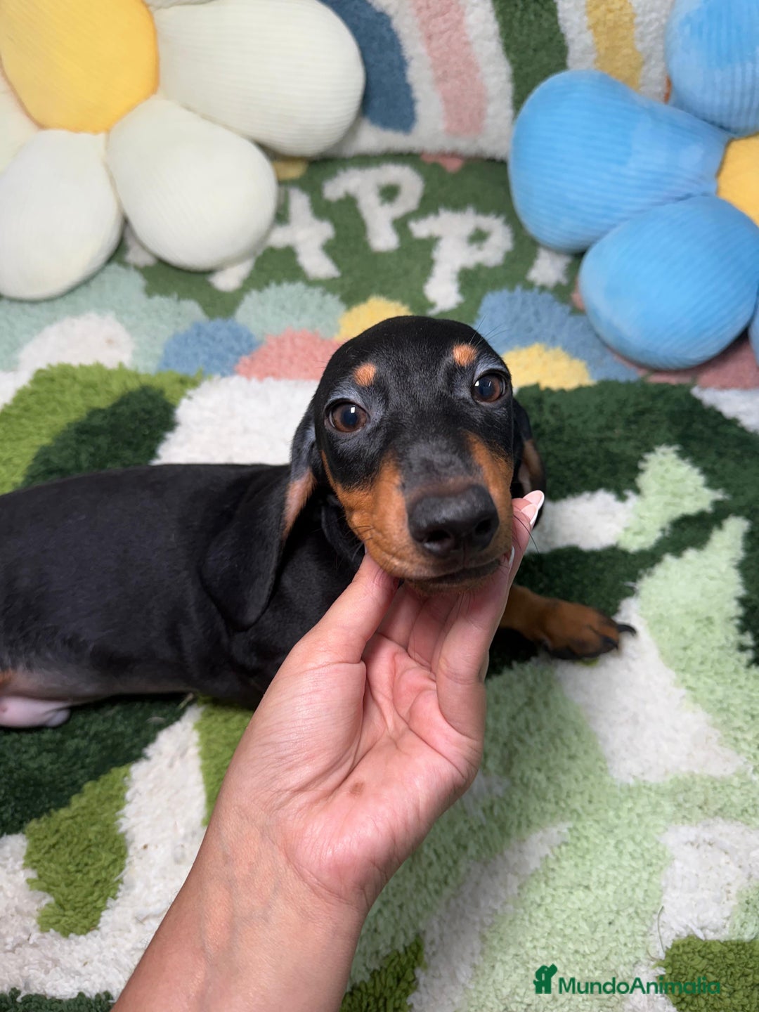 Teckel Miniatura perros en venta: Teckel Kaninchen Negro y Fuego - Imagen 3