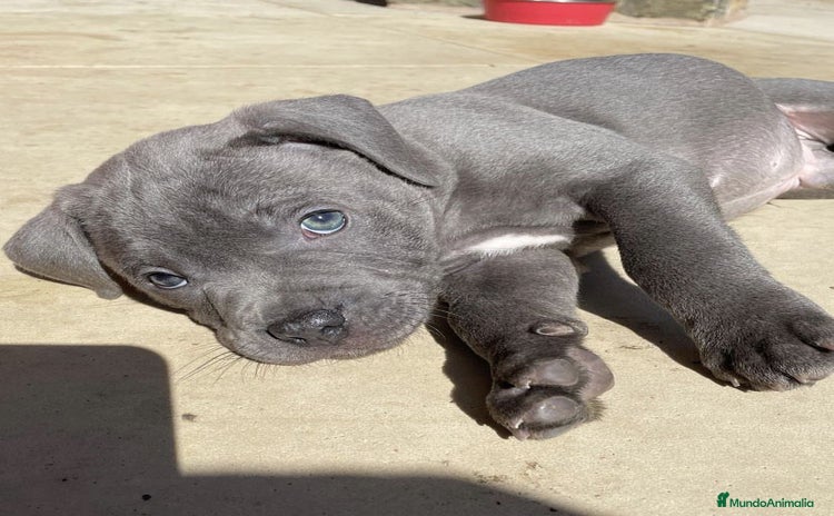 American Bully perros - Propaganda 1