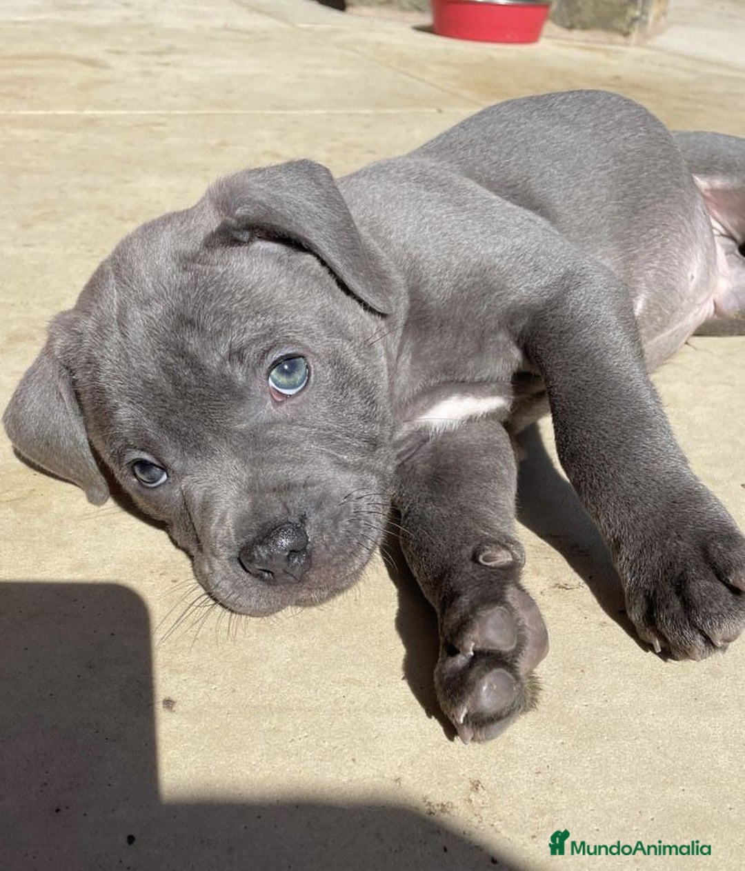 American Bully perros en venta: AMERICAN BULLY - Imagen 1