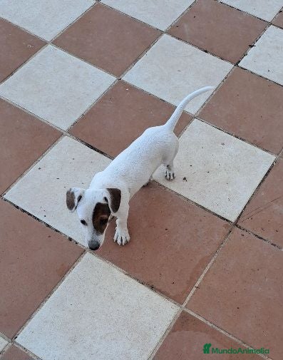Jack Russell Terrier perros Jack russell  - Anuncio 12