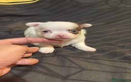 Chihuahua perros en venta: Chihuahua toy rusos - Imagen 13