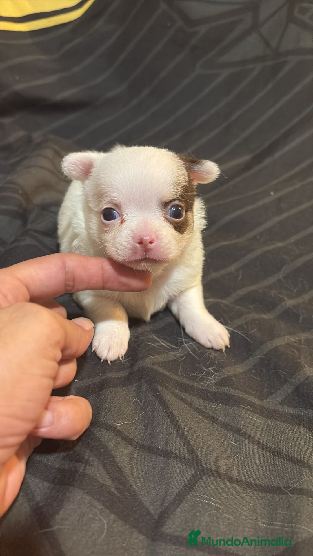 Chihuahua perros en venta: Chihuahua toy rusos - Imagen 13